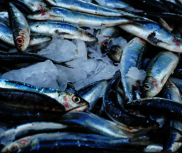 Stop Illegal Fishing
