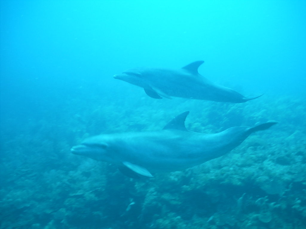 Help Us Fight Against Illegal Fishing in Our Ocean - GlobalGiving