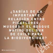 Graficas interacciones entre especies