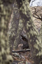 Puma: Patagonia Parks wildlife