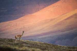 Public education campaign on Patagonia Parks