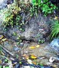 Poordrainage2