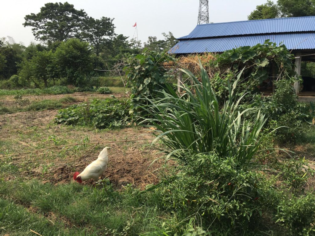 Peer training to switch to organic farming - Nepal