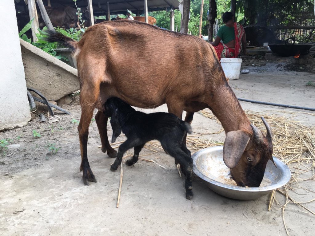 Peer training to switch to organic farming - Nepal