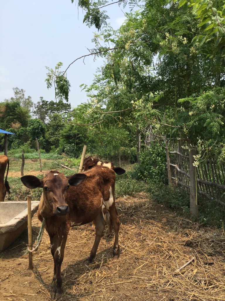 Peer training to switch to organic farming - Nepal