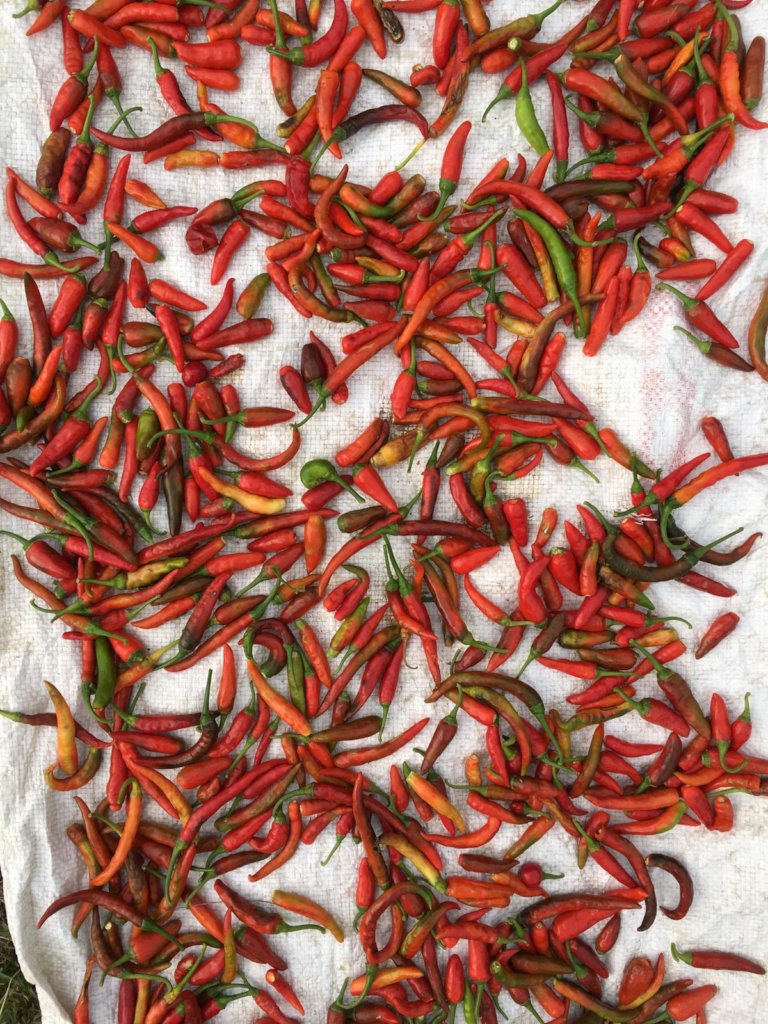 Peer training to switch to organic farming - Nepal