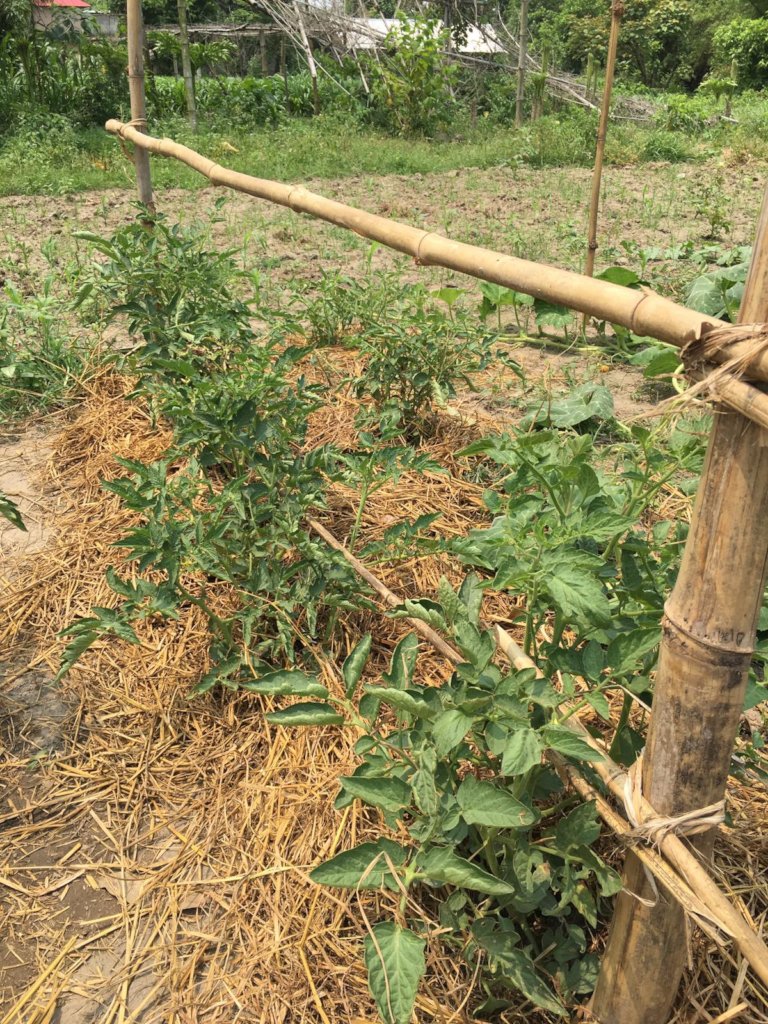 Peer training to switch to organic farming - Nepal