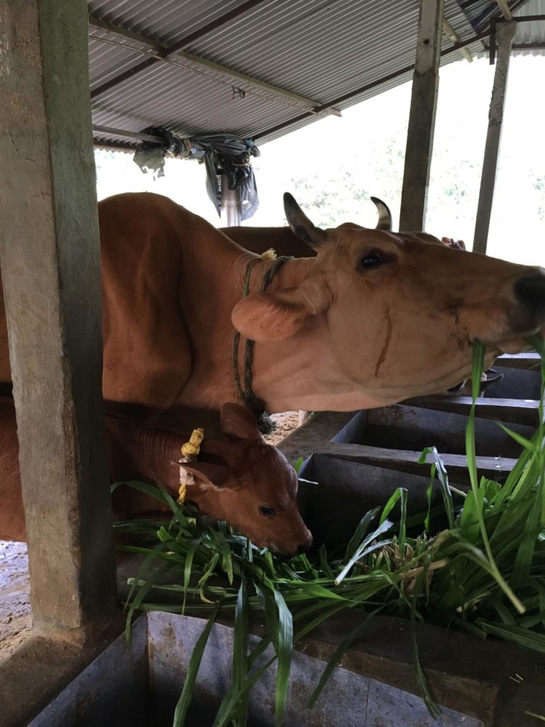 Peer training to switch to organic farming - Nepal