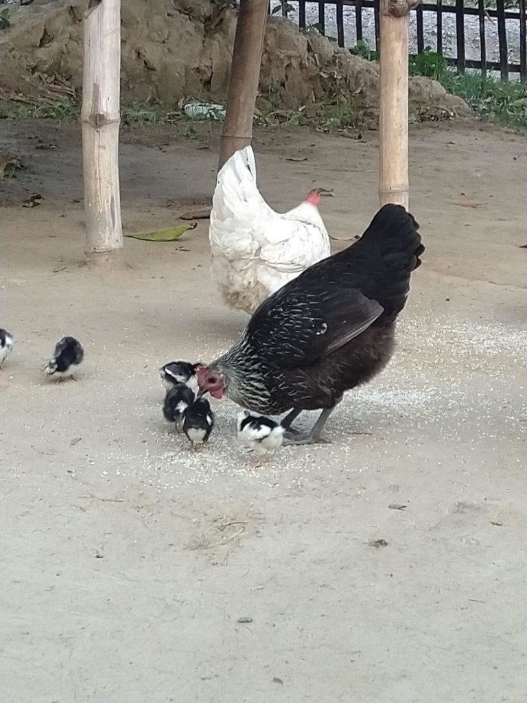 Peer training to switch to organic farming - Nepal
