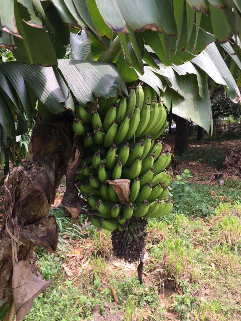 Peer training to switch to organic farming - Nepal
