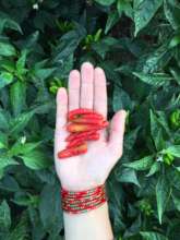 Organic chilies