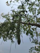 Moringa tree and moringa fruits