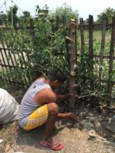 Sudarshan planting moringa cuttings