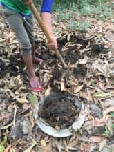 Filling the vermicompost with cow poof