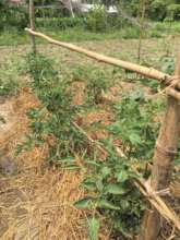 Tomatoes and mulching