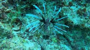 Coral is at Risk