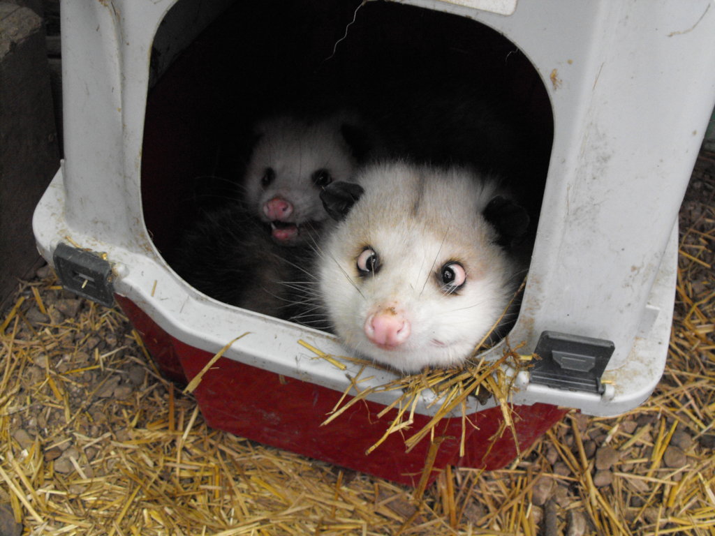 Equipment For Wildlife Rescue and Rehab - GlobalGiving