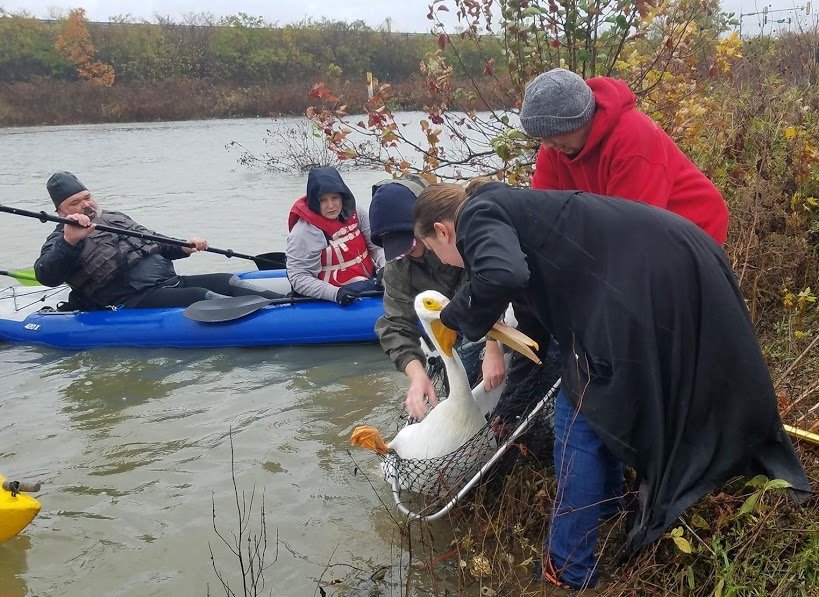 Equipment For Wildlife Rescue and Rehab - GlobalGiving