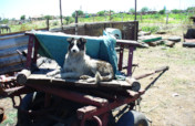 Access to Veterinary Care in Indigent Communities