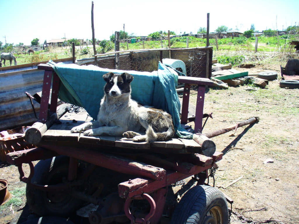 Access to Veterinary Care in Indigent Communities