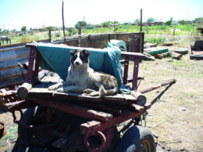Access to Veterinary Care in Indigent Communities