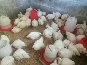 A successful chicken project