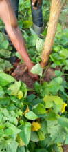 Cultivating orange-fleshed sweet potato.