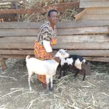 Baimpui Ringine with her goats, Mituntu