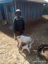 Martha Thirindi with her goats, Mituntu