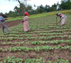Tumaini Joystar Support Group ploughing beans