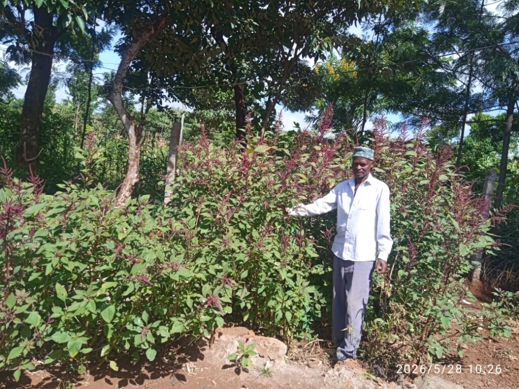 Zaverio in his terere garden in Mituntu