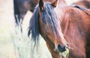 Help us to care for our older horses