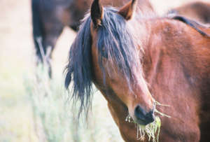 Help us to care for our older horses