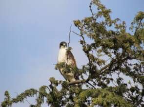 Variable Hawk (Geranoaetus polyosoma), Venturosa