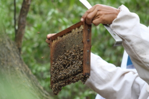 Monitoring of bee hives