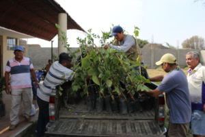 Transportation of fruit trees to local farmers