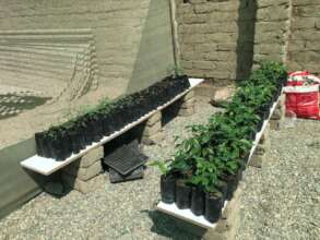 Growing algarrobo seedlings in the new nursery