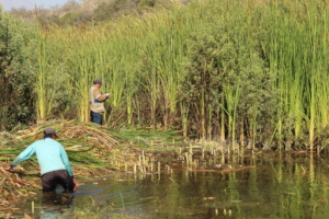Harvest campaign of Gallinazo lake, Canoncillo