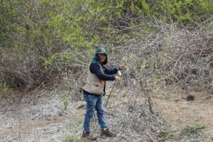 Assisted natural regeneration in Canoncillo forest