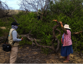 Only dry branches should be used for firewood.