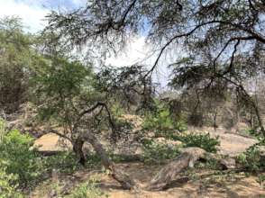 Dry Forest Pacasamayo, October 2021