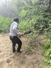 Trees are regenerated by pruning them.