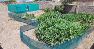 Garden at the Micaela Basidas Soup Kitchen