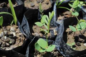 Algarrobo seed germination