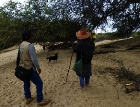 The Dry Forest is used to graze livestock.