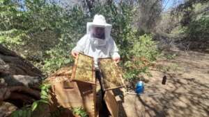 Beekeeping in Tronco Prieto Forest, December 2022