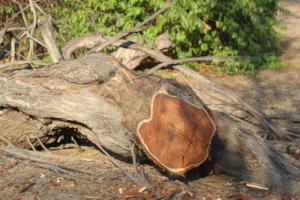 Unfortunately trees are still cut down illegally.
