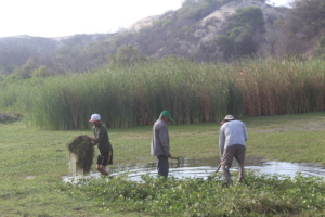 Rangers cleaning the lake, together with villagers
