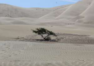 Dry forest tree in the desert, Pacasmayo
