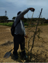 Planted trees are registered and measured.